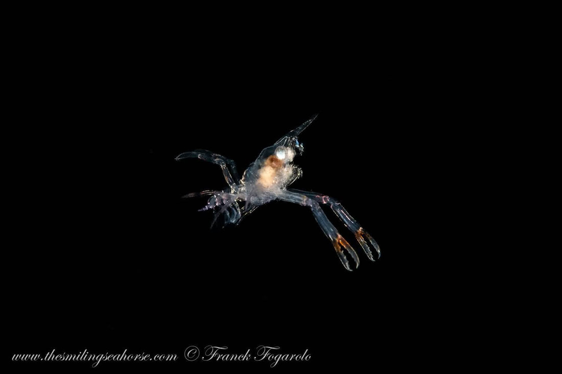 shrimp on blackwater dive