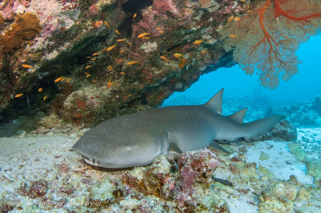 Peaceful nurse shark on the reef