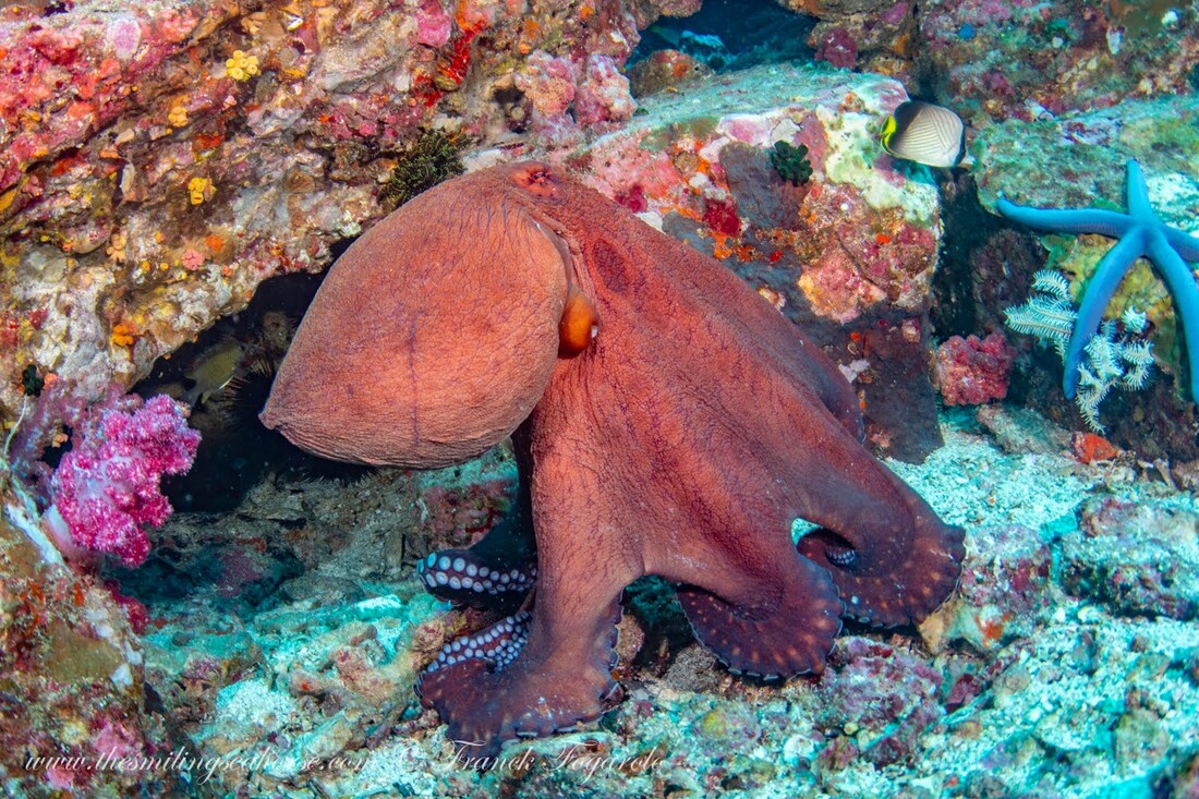 A vibrant underwater world with a variety of colorful coral, reef octopus, and sea creatures