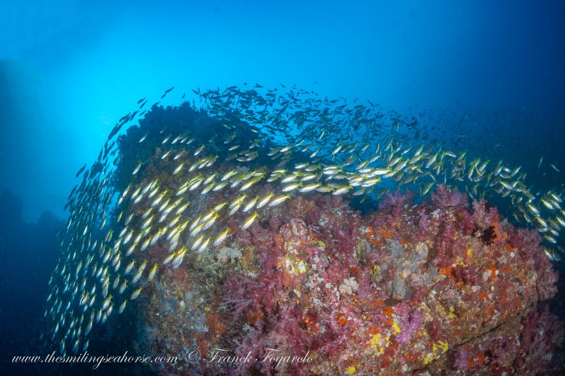 A school of fish hugs the coral shoal