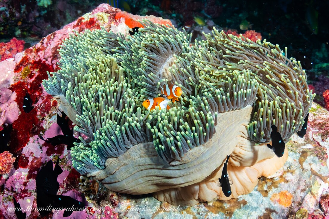 A small, brightly colored anemone fish swimming among the tentacles of a sea anemone