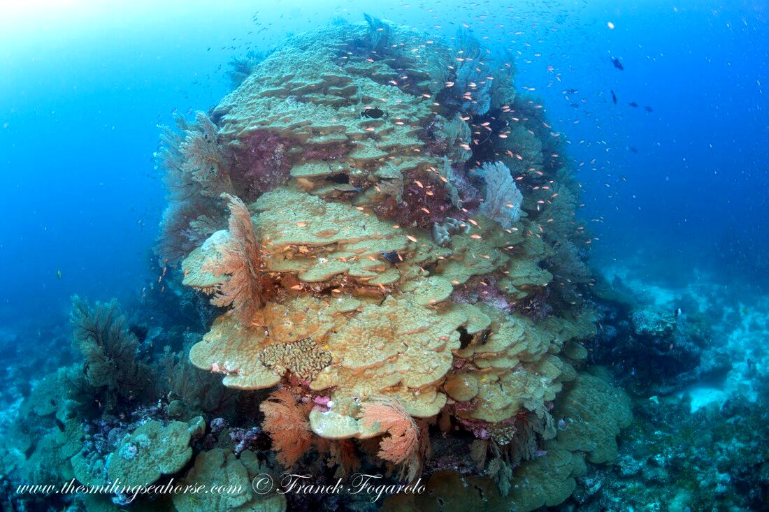 Giant coral bummies