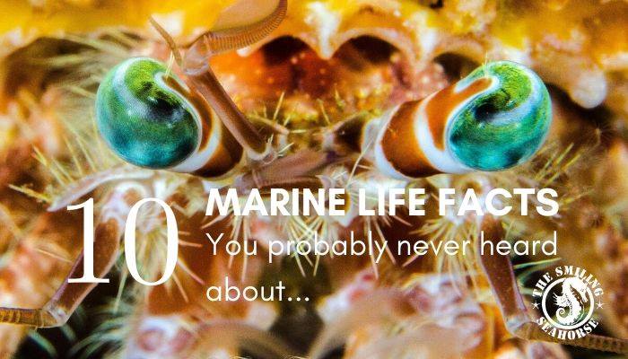 All about marine life and astonishing facts about it...