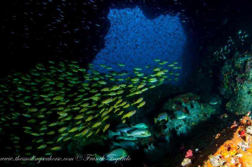 Mergui Archipelago underwater life