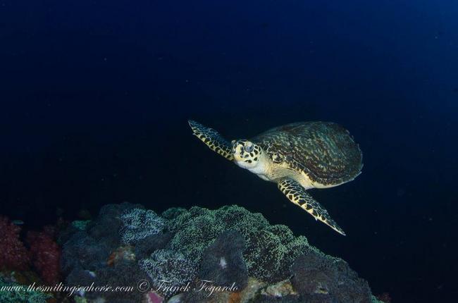 Thailand sea turtle