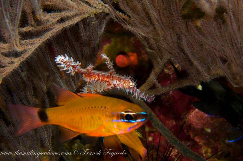 Ghost pipefish with Neon fish