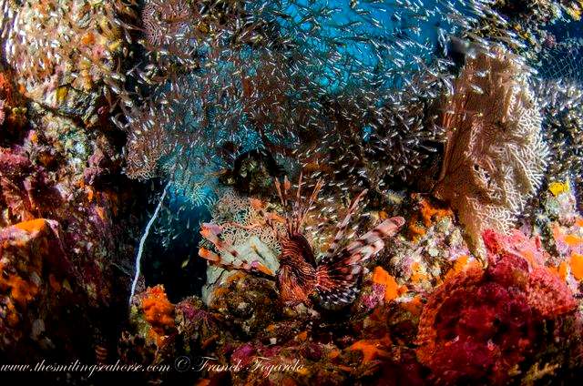 coral in mergui dive sites