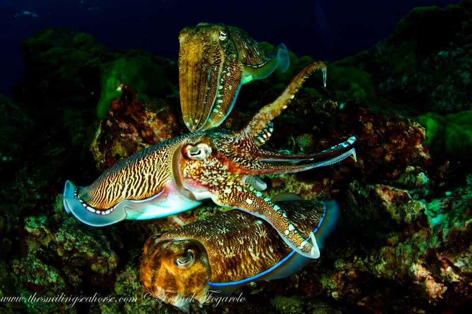 Cuttlefish love...
