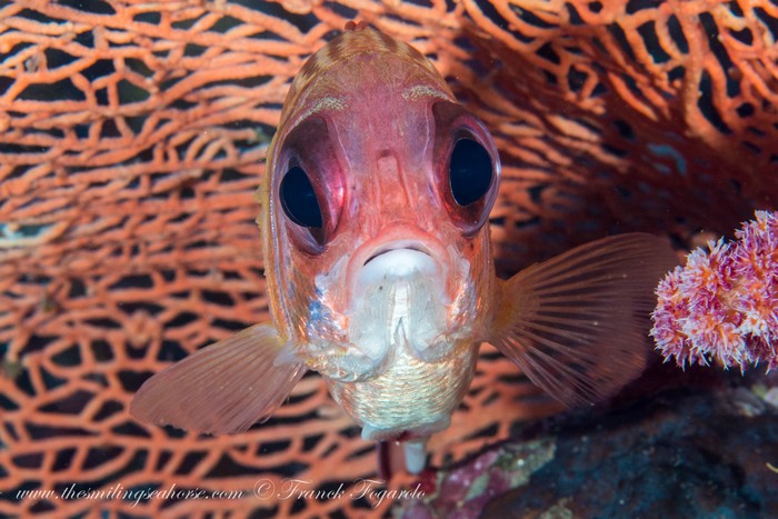 Portrait of a squirrel fish in Surin national park
