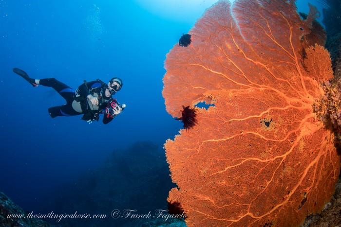 giant seafan in thailand with a scubadiver