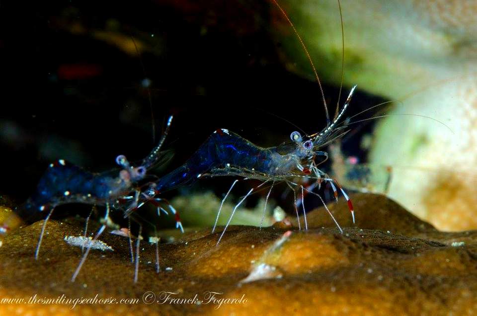 Tiny pygmy shrimps