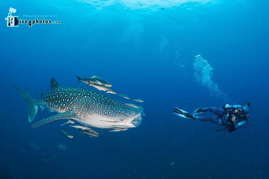 whale shark and marine conservationist at richelieu rock, thailand march 30th 2021