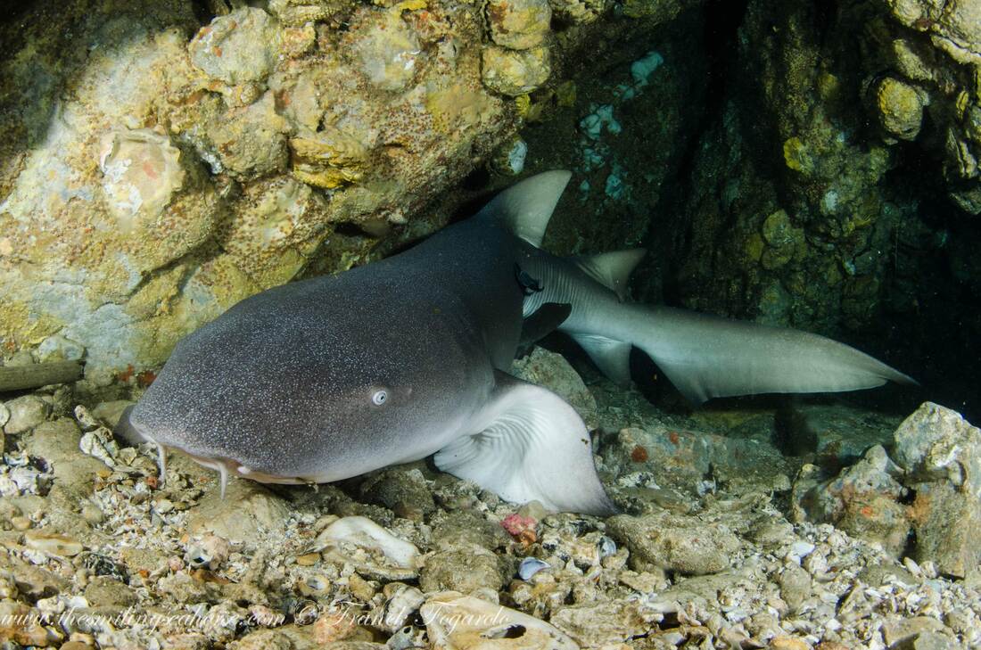 A nurse shark in it's cave