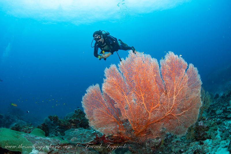 Diver with a giant seafan