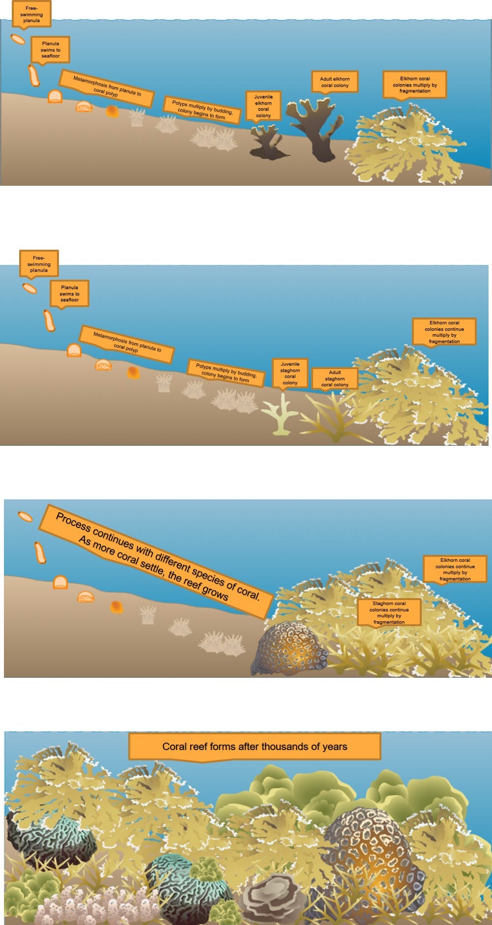 Here are the stages of the coral reef’s life cycle