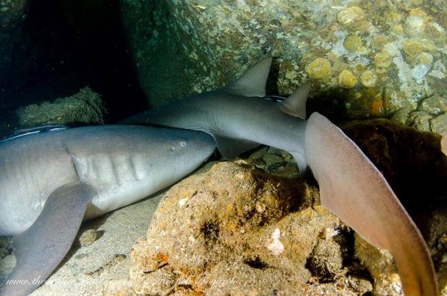 Nurse sharks in there caves