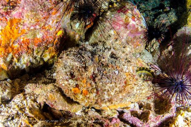 A well camouflaged stonefish 