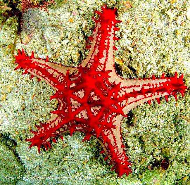 A shiny red starfish...