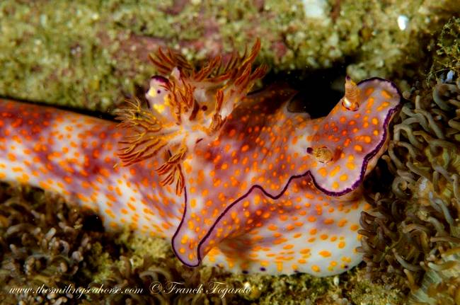 One nudibranch...