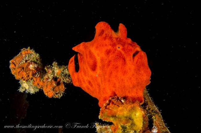 Funny face frogfish...