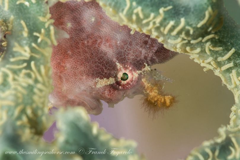 Koh Tao is not known as a frogfish hotspot but they can be found with the right guides!⁠