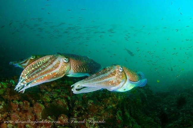 Cuttlefishes