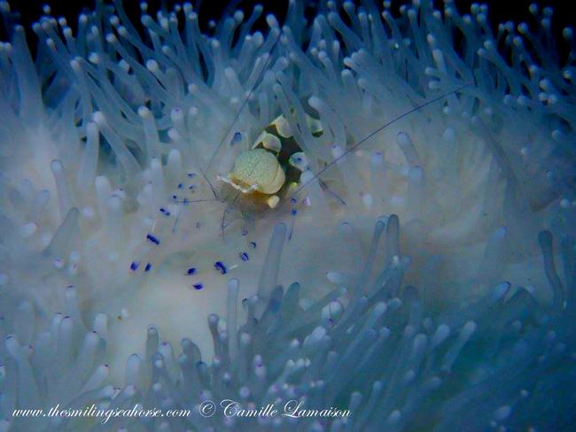 peacock tail anemone shrimp...