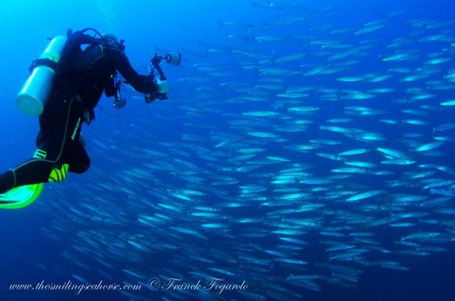Mergui Archipelago, a paradise for underwater photography 