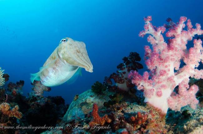 Cuttlefish and pink coral in Thailand's waters...
