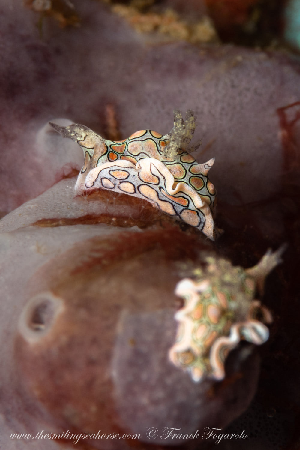 Batwing sea slugs