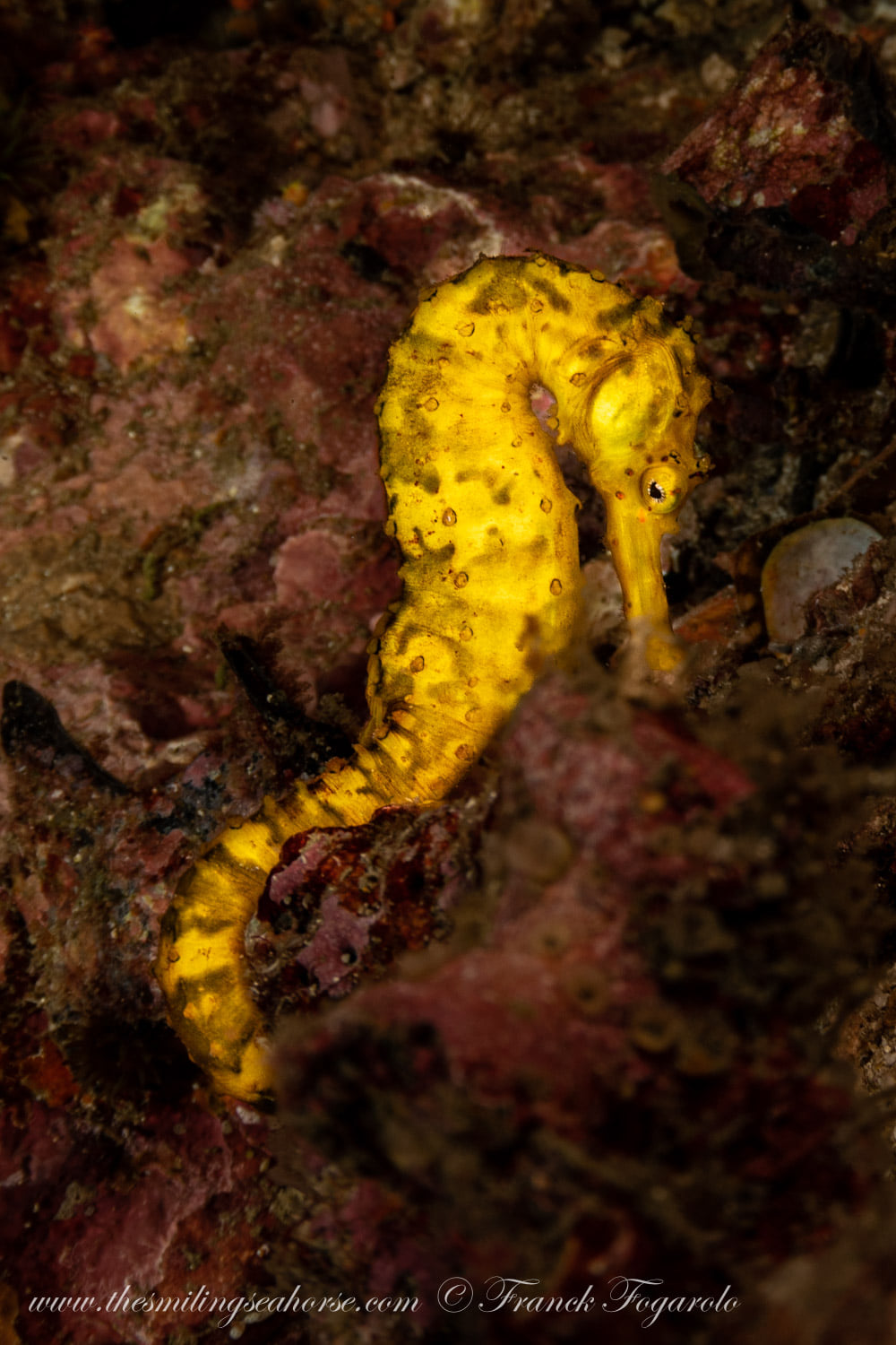 A shy tigertail seahorse
