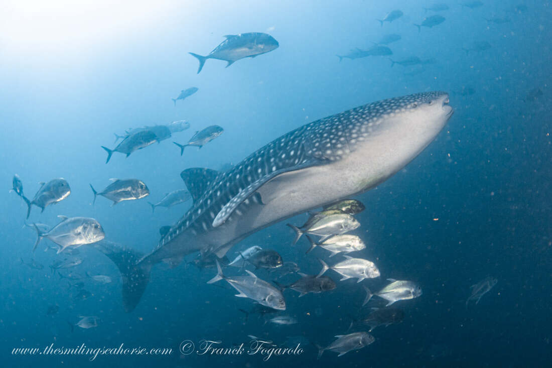 The gentle whale shark...