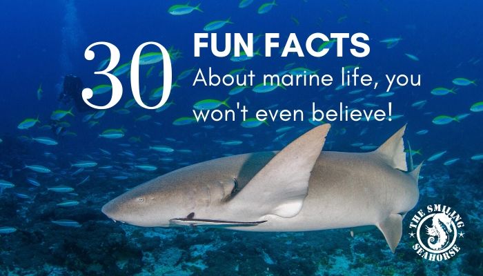 30 fun facts about marine life - Diving liveaboard in Thailand and Myanmar