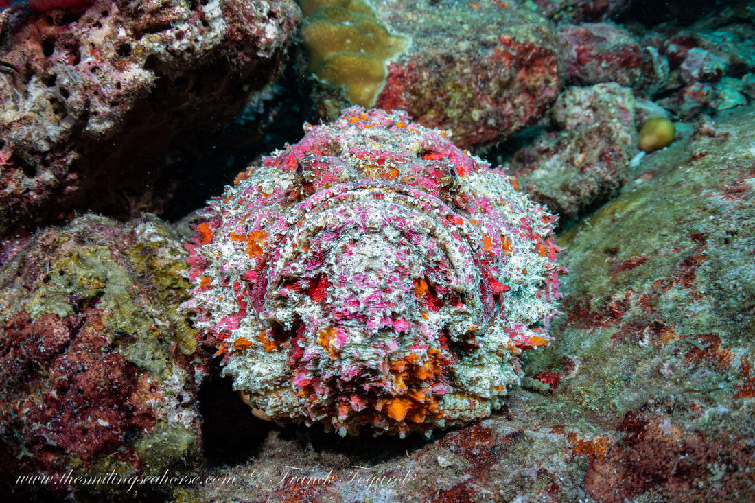 thailand diving with a frogfish