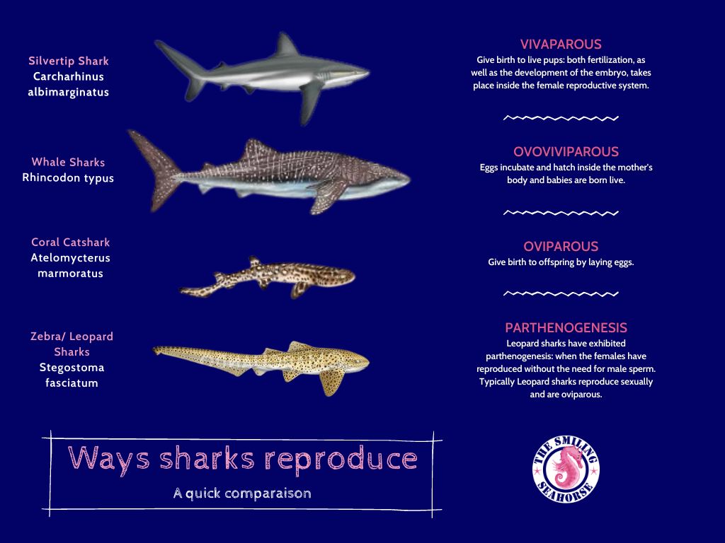 Ways sharks reproduce