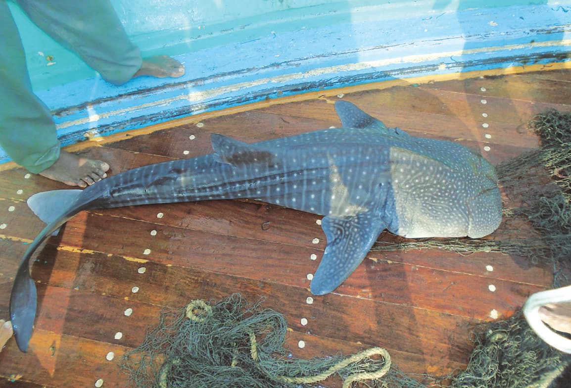 largest baby whale shark recorded