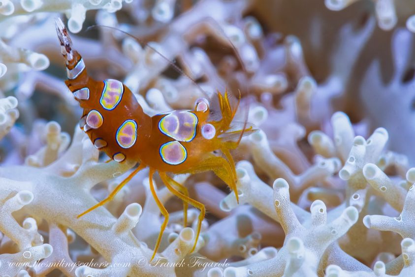 Harlequin marble shrimp