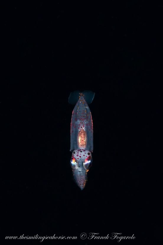 Squid, blackwater dive