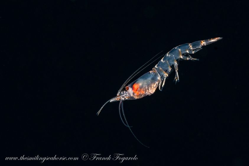 Baby shrimp, blackwater dive