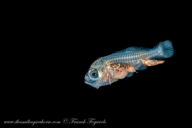 juvenile fish blackwater diving thailand