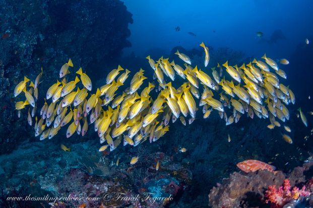 diving in thailand with fish schools