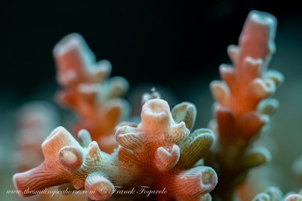 intricate coral pattern in similan islands