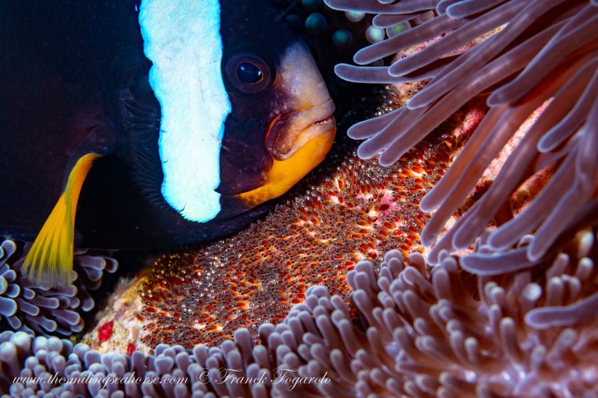 A Clark anemone fish with her eggs
