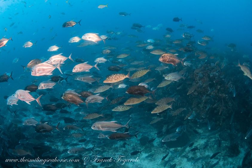 schools of fish diving Richelieu Rock