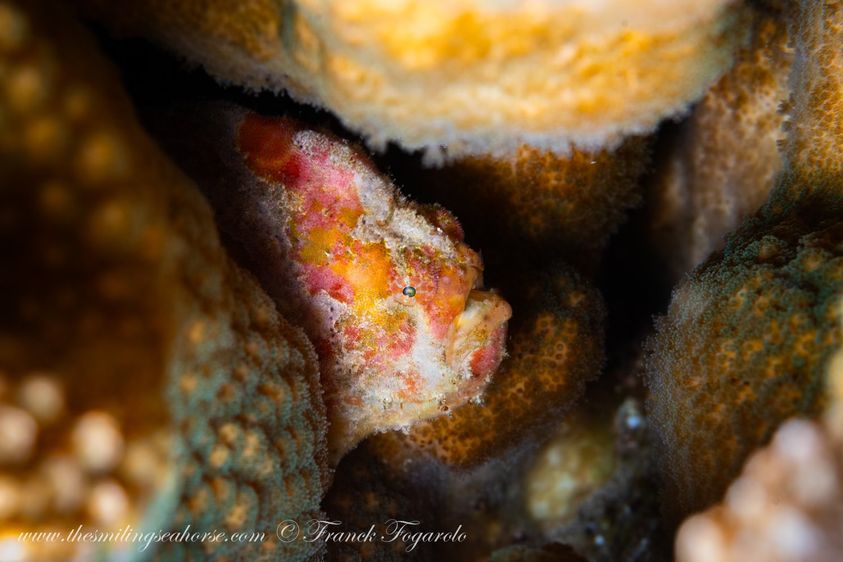 frogfish andaman sea diving