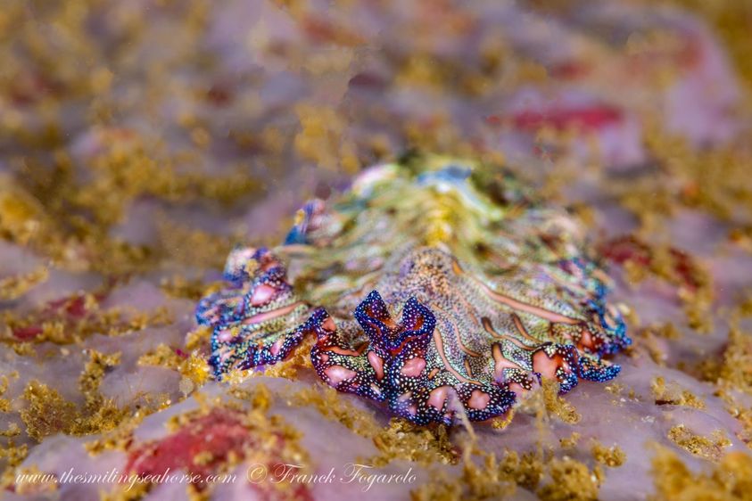 persian carpet flat worm myanmar diving mergui archipelago, wester rocky