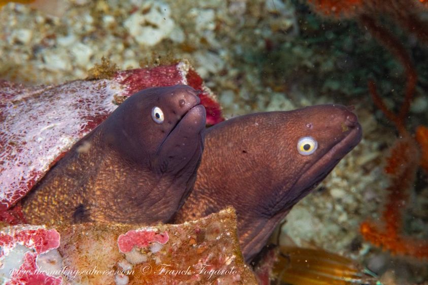 mergui archipelago is full of moray eels