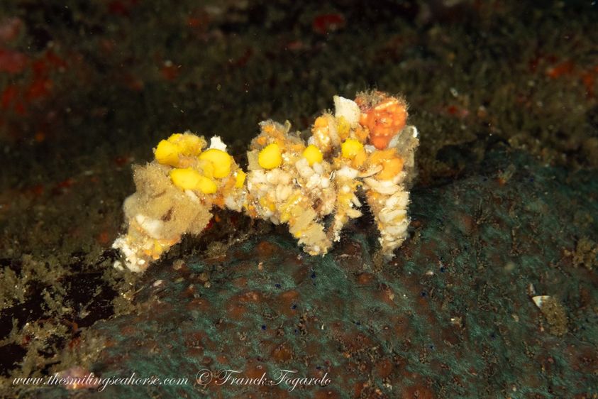 night diving mergui archipelago is spectacular with cool crabs all over the place