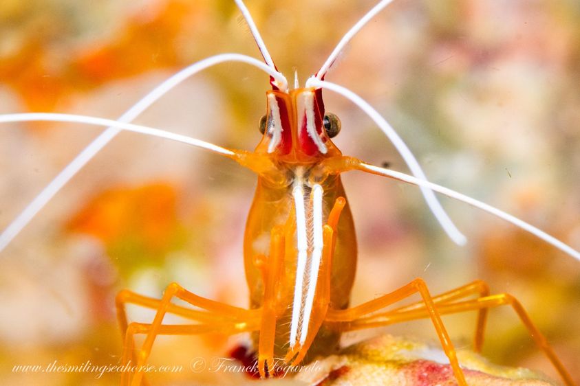 scuba diving with shrimp, live cleaner shrimp on the reef