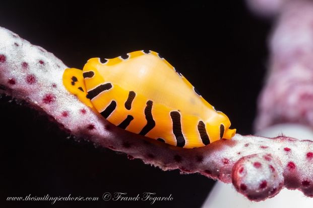 tiger egg cowrie